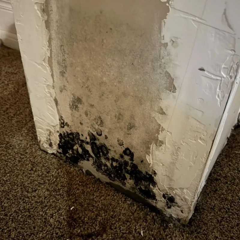 Professional Mold Removal in Logan County, OH
